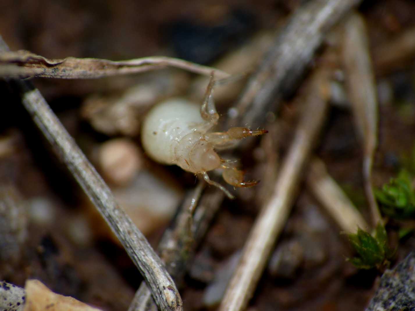 Neanide di Cicadidae